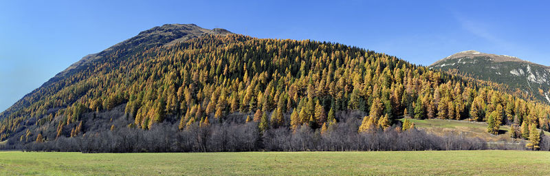 Panoramic shot of trees on field against sky