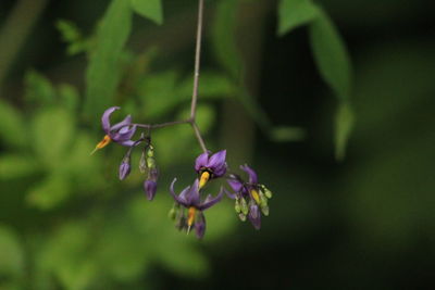 Close-up of purple flowering plant