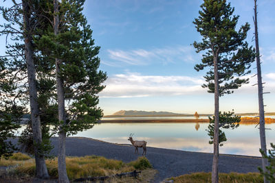 Scenic view of deer by lake against sky