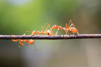 Ants walking on iron wire, blurry background, bokeh