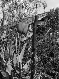 Close-up of plants against bare trees