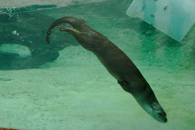 View of fish swimming in sea