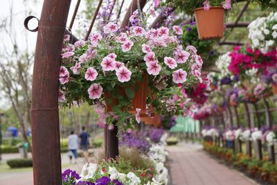 Close-up of pink flowering plants