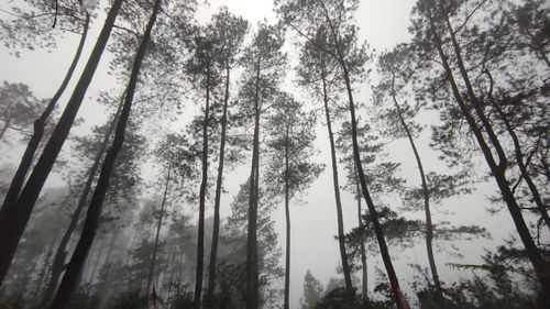 Low angle view of trees in forest