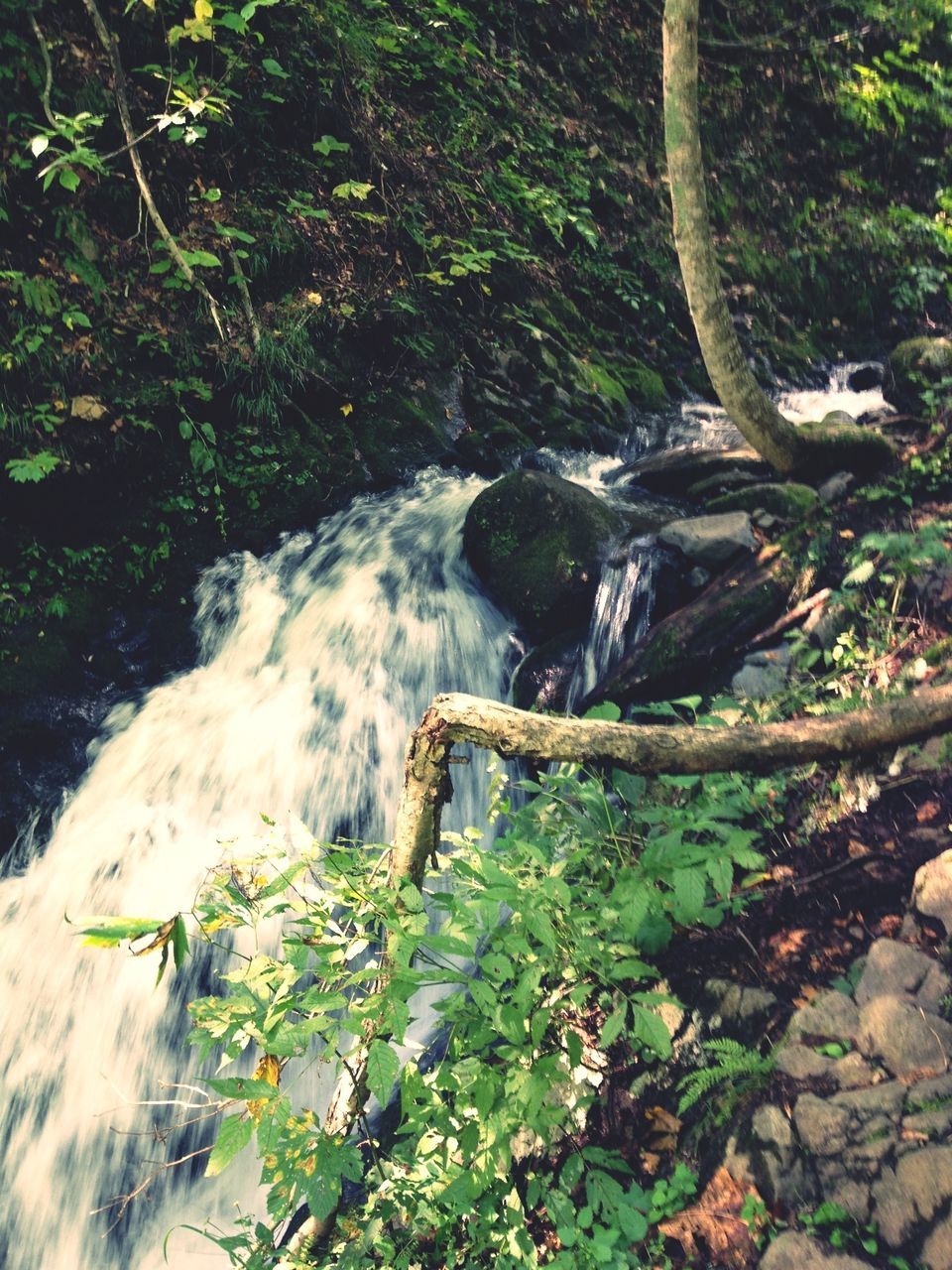 water, flowing water, motion, waterfall, forest, flowing, stream, nature, rock - object, tree, plant, beauty in nature, long exposure, growth, scenics, river, green color, day, outdoors, tranquility