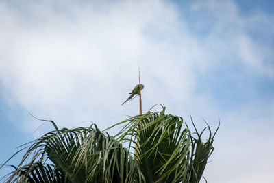 Low angle view of plant against sky