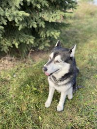 Dog looking away