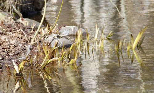 Close-up of grass in water