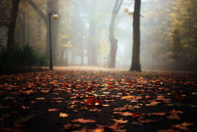 Surface level of fallen leaves in forest