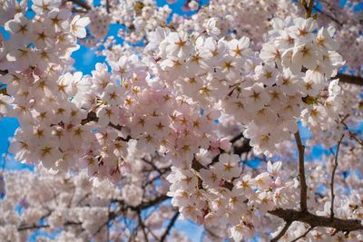 Low angle view of cherry blossom