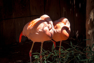 flamingo