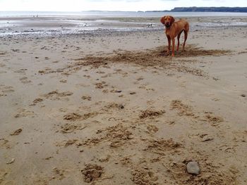 Scenic view of beach