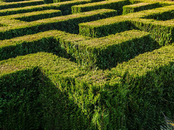 Hedge formed into traditional maze