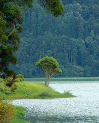 Scenic view of lake in forest