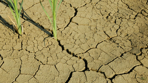 Full frame shot of cracked land