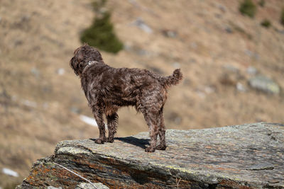 Side view of a horse on rock