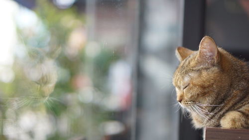 Close-up of a cat looking away
