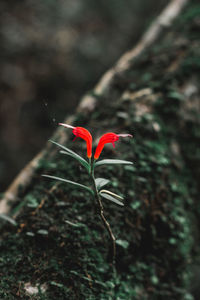 Close-up of red flowering plant