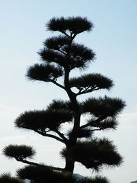 Low angle view of trees against clear sky