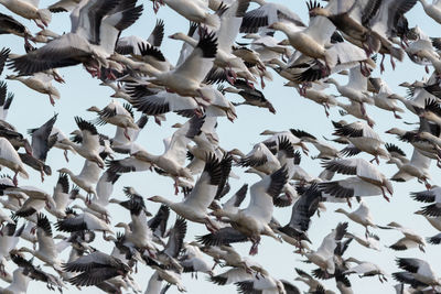 Low angle view of birds flying against sky