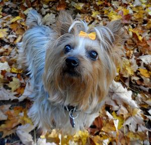 Portrait of a dog