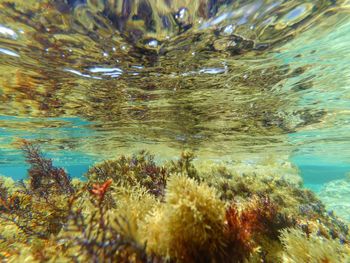 Close-up of fish swimming in sea