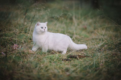 View of a cat sitting on field