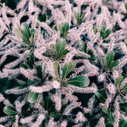 Full frame shot of succulent plant