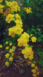 Close-up of yellow leaf