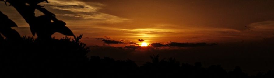 Silhouette of trees at sunset