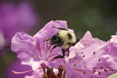 Close-up of bee pollinating on pink flower