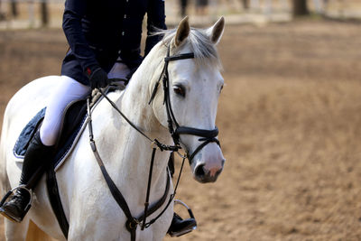 Man riding horse on field