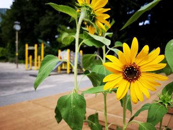 Close-up of yellow flowering plant