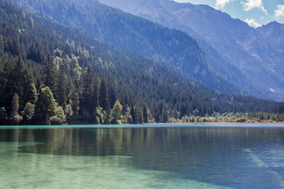 Scenic view of lake in forest