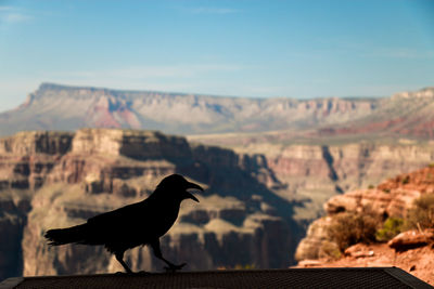 Silhouette of bird against canyons