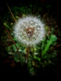 Close-up of dandelion