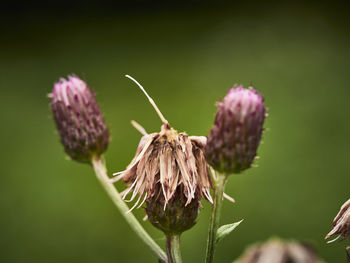 Close-up of wilted flower against blurred background