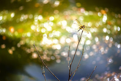 Close-up of insect on flower