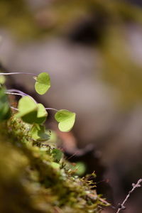 Close-up of plant