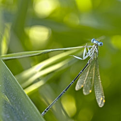 Close-up of damselfly on grass