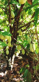 Close-up of fruits growing on tree