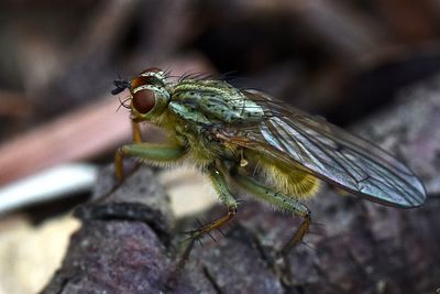 Close-up of housefly