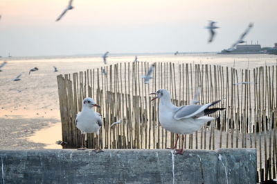 Seagulls perching on wooden post