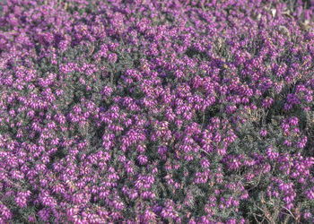 High angle view of pink flowering plants on field