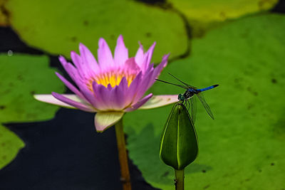 Close-up of lotus water lily