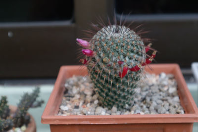 Close-up of cactus in potted plant