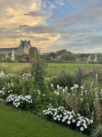 Scenic view of flowering plants and trees on field against sky