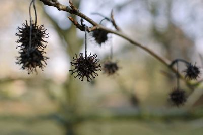 Close-up of flowering plant