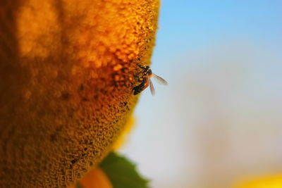 Close-up of bee on yellow flower