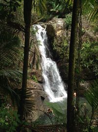 Scenic view of waterfall in forest